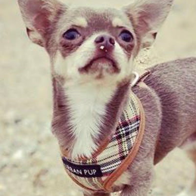 Brown Tartan Harness by Urban Pup - My Chi and Me