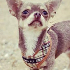 Brown Tartan Harness by Urban Pup - My Chi and Me