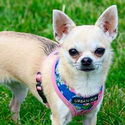 Pink and Blue Floral Burst Harness by Urban Pup - My Chi and Me