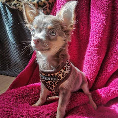 Leopard Print Harness by Urban Pup - My Chi and Me