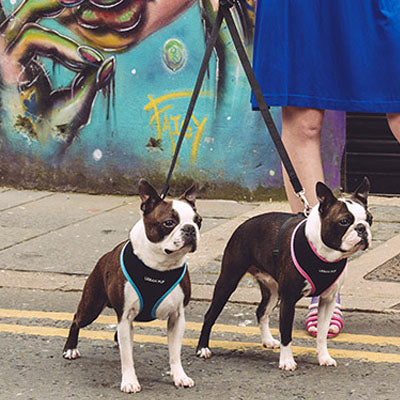 Active Mesh Black and Pink Harness by Urban Pup Chihuahua Clothes and Accessories at My Chi and Me