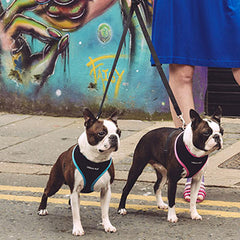 Active Mesh Black and Pink Harness by Urban Pup Chihuahua Clothes and Accessories at My Chi and Me