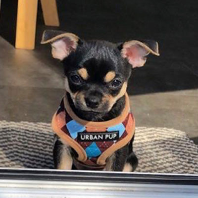Argyle Brown Blue and Aqua Harness by Urban Pup - My Chi and Me