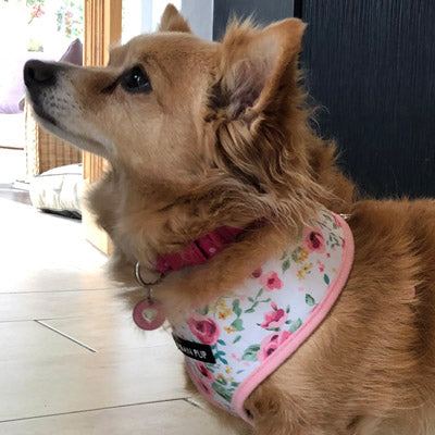 White Floral Cascade Harness by Urban Pup - My Chi and Me