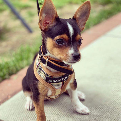Brown Tartan Harness by Urban Pup - My Chi and Me