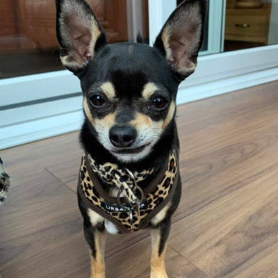 Leopard Print Collar by Urban Pup Chihuahua Clothes and Accessories at My Chi and Me