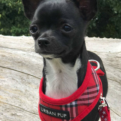Red Checked Tartan Harness by Urban Pup - My Chi and Me