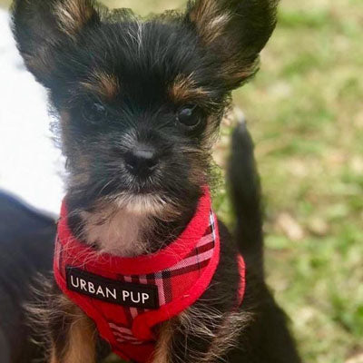 Red Checked Tartan Harness by Urban Pup - My Chi and Me