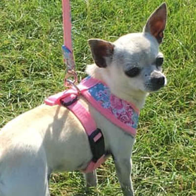 Vintage Rose Floral Bouquet Harness by Urban Pup - My Chi and Me