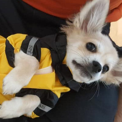 Urban Pup Chihuahua Puppy Chihuahua or Small Dog Black & Yellow Trailfinder Windbreaker Jacket Chihuahua Clothes and Accessories at My Chi and Me