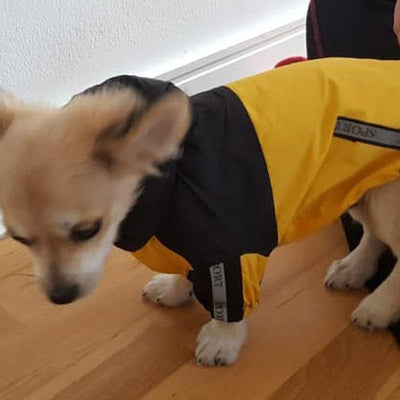 Urban Pup Chihuahua Puppy Chihuahua or Small Dog Black & Yellow Trailfinder Windbreaker Jacket Chihuahua Clothes and Accessories at My Chi and Me