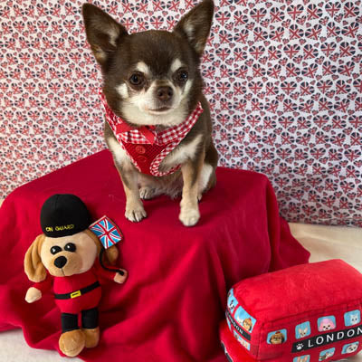 Puppia Vivian Small Dog Harness A Red 4 Sizes