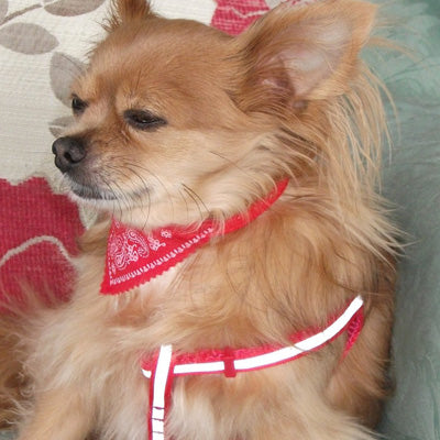 Reflective Chihuahua Harness and Lead Red Strong Webbing - My Chi and Me