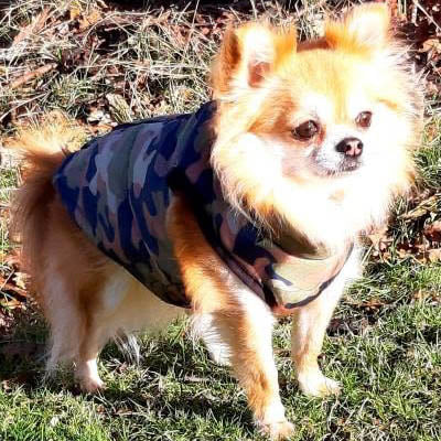 Chihuahua or Small Dog Coat Green Camouflage Gilet - My Chi and Me