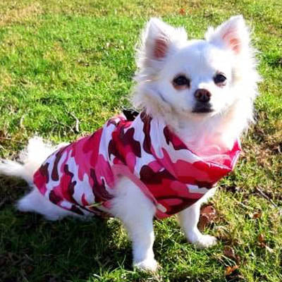 Chihuahua or Small Dog Coat Pink Camouflage Gilet - My Chi and Me