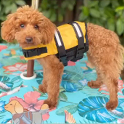 Pet Life Jacket Buoyancy Aid for Chihuahuas or Small Dogs Yellow