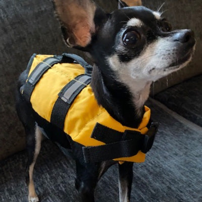 Pet Life Jacket Buoyancy Aid for Chihuahuas or Small Dogs Blue Chihuahua Clothes and Accessories at My Chi and Me