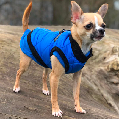 Water Resistant Padded Quilted Blue Dog Gilet Chihuahua Clothes and Accessories at My Chi and Me