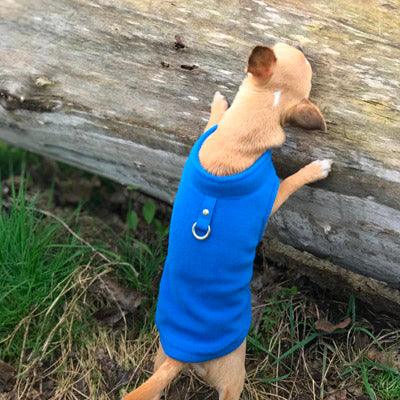 Chihuahua or Small Dog Fleece Jumper with D Rings For Leash Blue - My Chi and Me