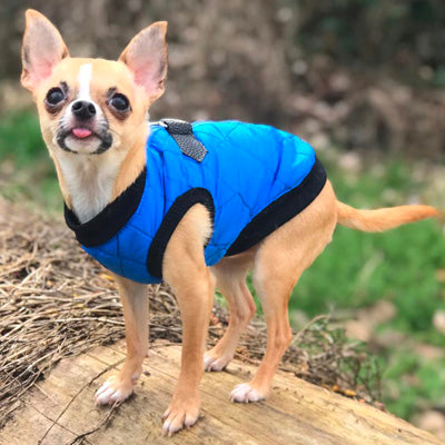 Water Resistant Padded Quilted Blue Dog Gilet Chihuahua Clothes and Accessories at My Chi and Me