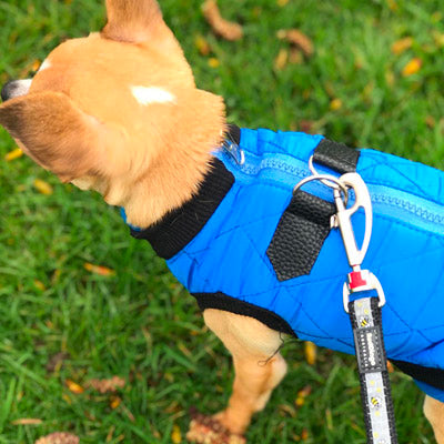 Water Resistant Padded Quilted Blue Dog Gilet Chihuahua Clothes and Accessories at My Chi and Me