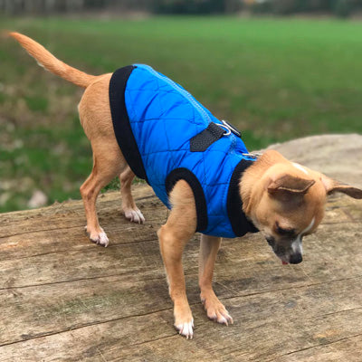 Water Resistant Padded Quilted Blue Dog Gilet Chihuahua Clothes and Accessories at My Chi and Me