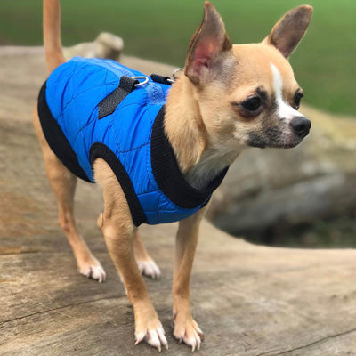 Water Resistant Padded Quilted Blue Dog Gilet Chihuahua Clothes and Accessories at My Chi and Me