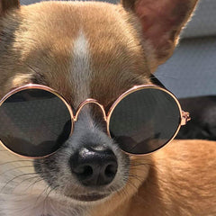 Small Dog Sunglasses Chihuahuas Shades 8 COLOURS - My Chi and Me
