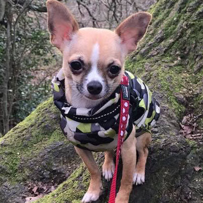 Chihuahua or Small Dog Coat Jungle Camouflage Gilet - My Chi and Me