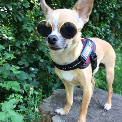 Julius K9 IDC Powerharness for Puppies and Chihuahuas Red - My Chi and Me