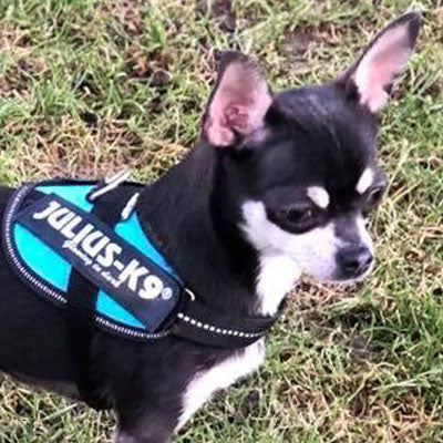 Julius K9 IDC Powerharness for Puppies and Chihuahuas Aquamarine - My Chi and Me