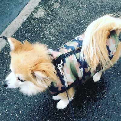 Chihuahua or Small Dog Coat Green Camouflage Gilet - My Chi and Me