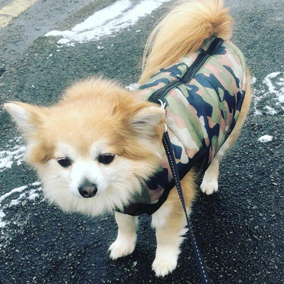 Chihuahua or Small Dog Coat Green Camouflage Gilet - My Chi and Me