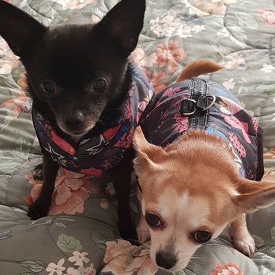 Padded Small Dog Chihuahua Gilet Coat Stars & Hearts - My Chi and Me