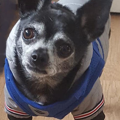 Lightweight Sporty Padded Unisex Chihuahua Puppy or Small Dog Hooded Coat Silver Grey - My Chi and Me