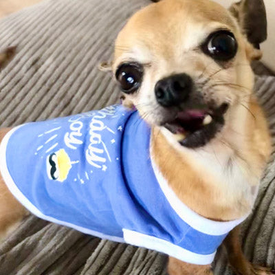 Birthday Boy Vest Chihuahua Small Dog Top Chihuahua Clothes and Accessories at My Chi and Me
