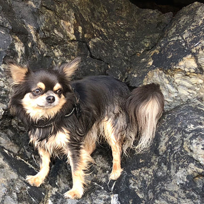 Julius K9 IDC Powerharness for Puppies and Chihuahuas Black - My Chi and Me