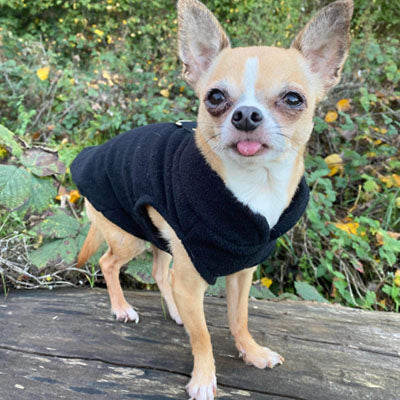 Chihuahua or Small Dog Fleece Jumper with D Rings For Leash Black