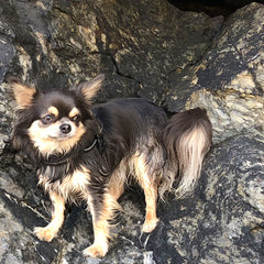 Julius K9 IDC Powerharness for Puppies and Chihuahuas Black - My Chi and Me