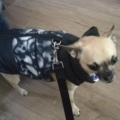 Padded Small Dog Chihuahua Gilet Coat Black Skulls - My Chi and Me