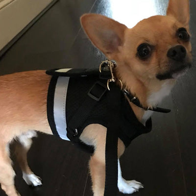 Small Dog Vest Harness and Lead Set Black Mesh Reflective - My Chi and Me