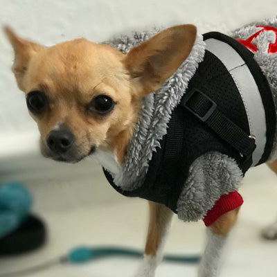 Small Dog Vest Harness and Lead Set Black Mesh Reflective - My Chi and Me