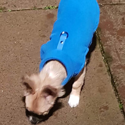 Chihuahua or Small Dog Fleece Jumper with D Rings For Leash Blue - My Chi and Me