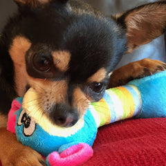 Chihuahua or Small Dog Toy with Squeaker Moo Blue Chihuahua Clothes and Accessories at My Chi and Me