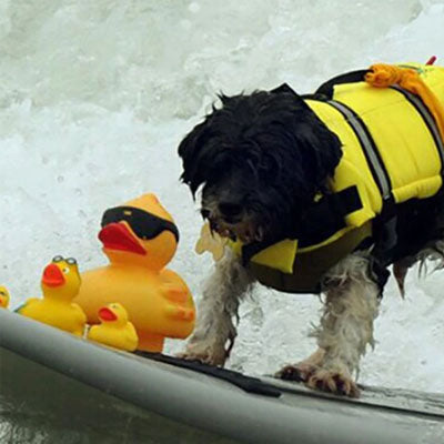 Pet Life Jacket Buoyancy Aid for Chihuahuas or Small Dogs Blue Chihuahua Clothes and Accessories at My Chi and Me