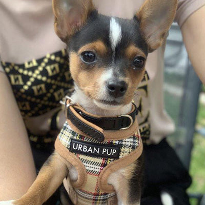 Brown Tartan Harness by Urban Pup - My Chi and Me