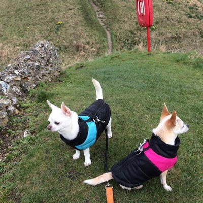 Gilet Style Small Dog Coat Black And Pink - My Chi and Me