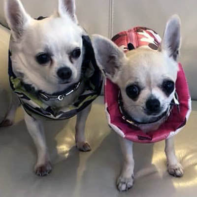 Chihuahua or Small Dog Coat Jungle Camouflage Gilet - My Chi and Me