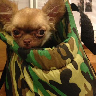 Padded Travel Shoulder Bag Green Camouflage Dog Carrier 2 Sizes - My Chi and Me