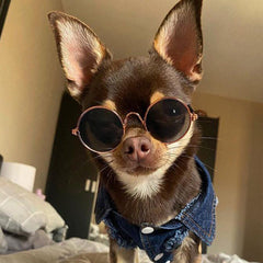 Small Dog Sunglasses Chihuahuas Shades 8 COLOURS - My Chi and Me
